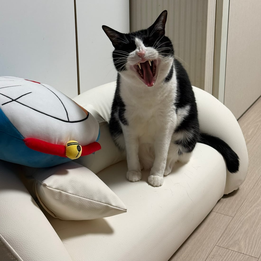 Mochi, a black-and-white tuxedo cat, yawning with her mouth wide open