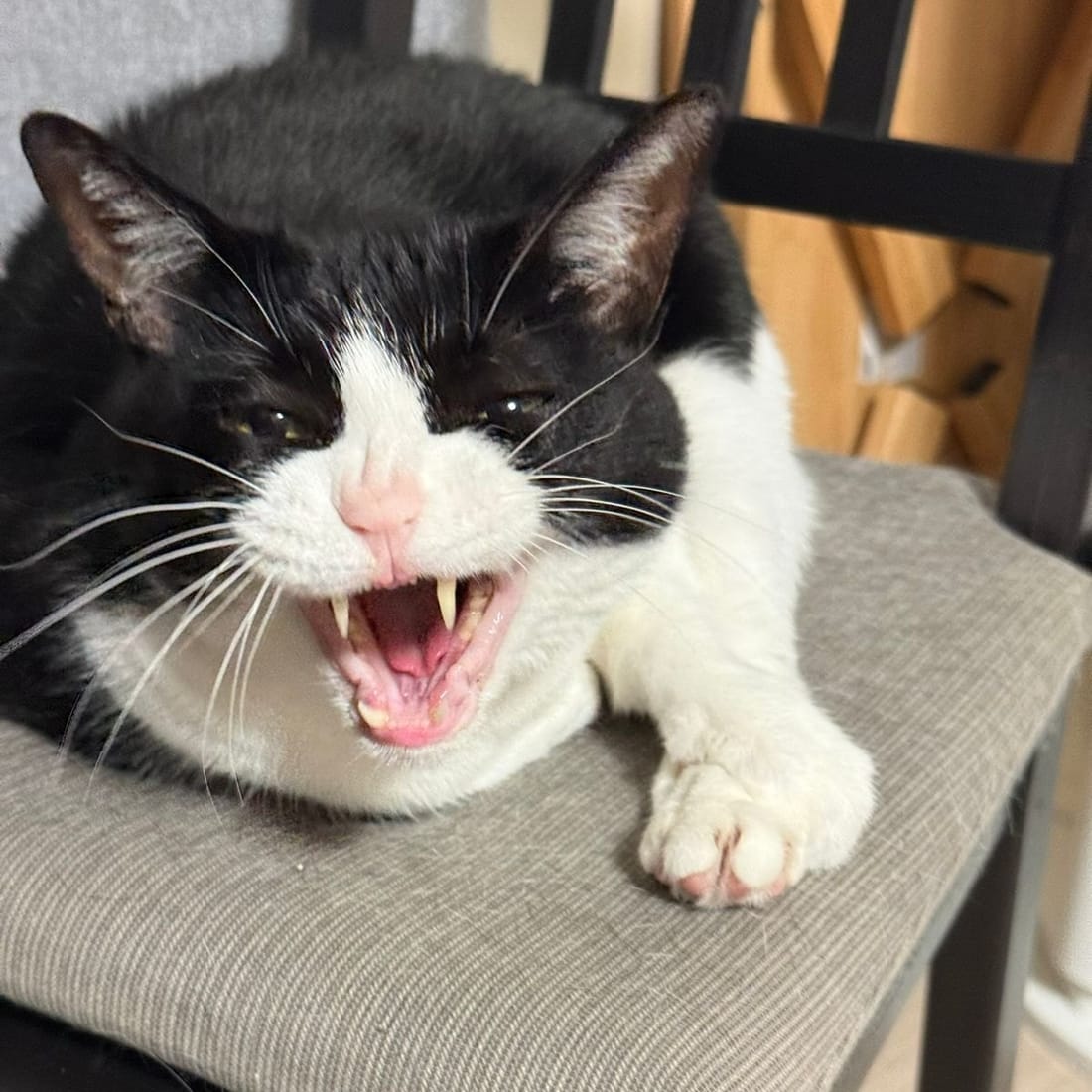 Mochi mid-yawn on a chair, mouth wide open