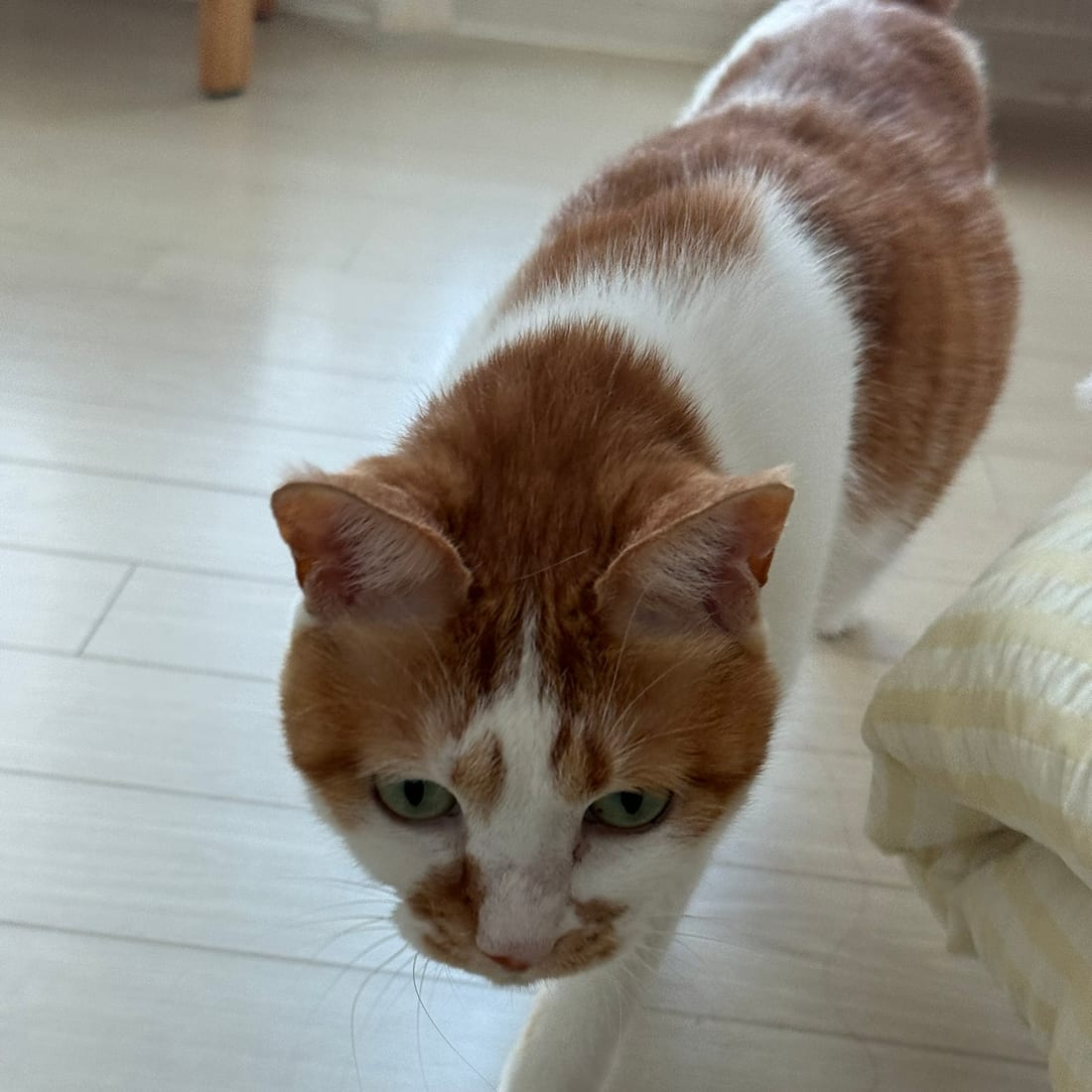 Yuja, an orange and white cat, walking toward the camera on a light wooden floor