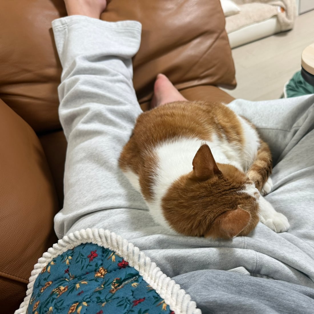Yuja, an orange-and-white cat, asleep against an arm