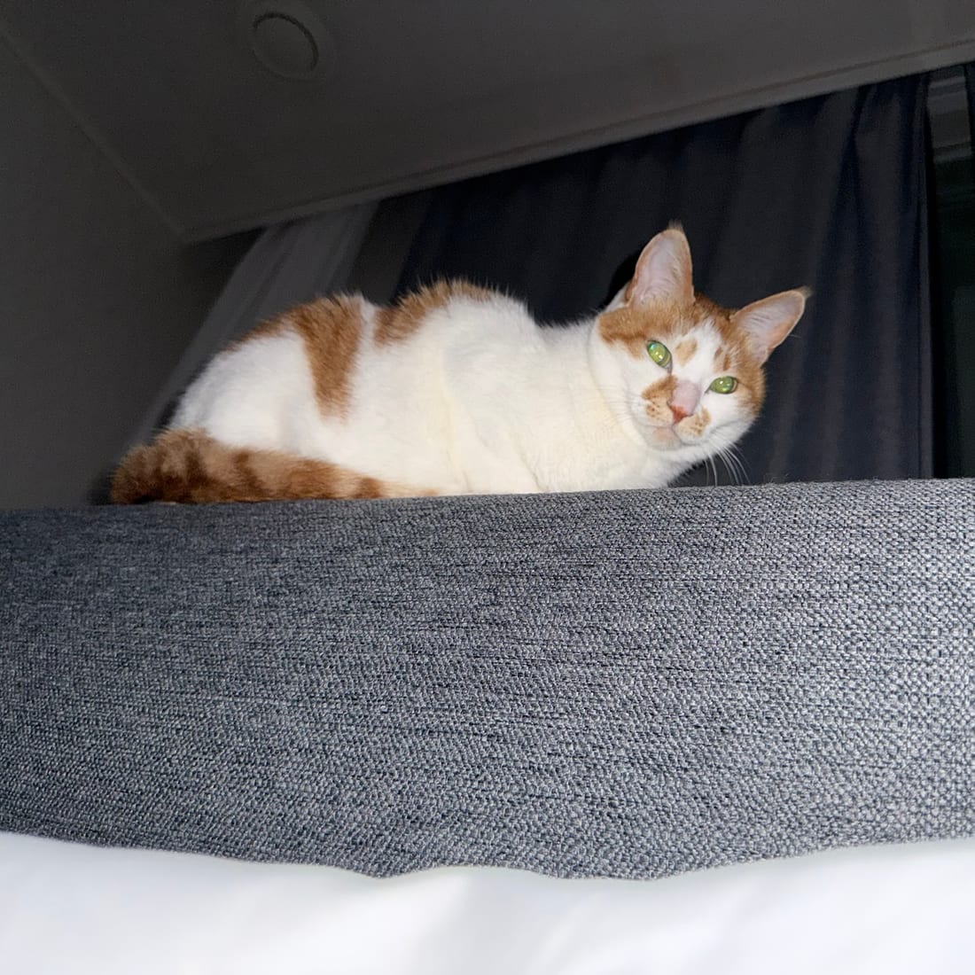 Yuja, an orange and white cat, resting on the back of a sofa