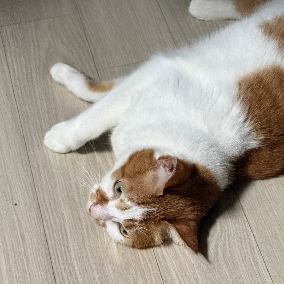 Yuja, an orange and white cat, lying on her back on the floor looking at the camera