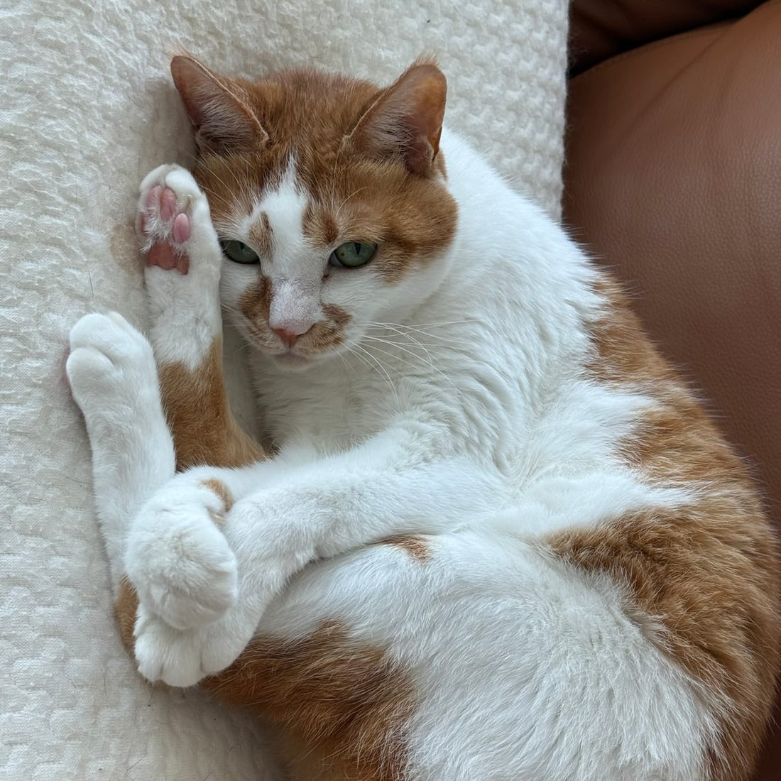 Yuja, an orange and white cat, lying on her back showing her pink paw pads