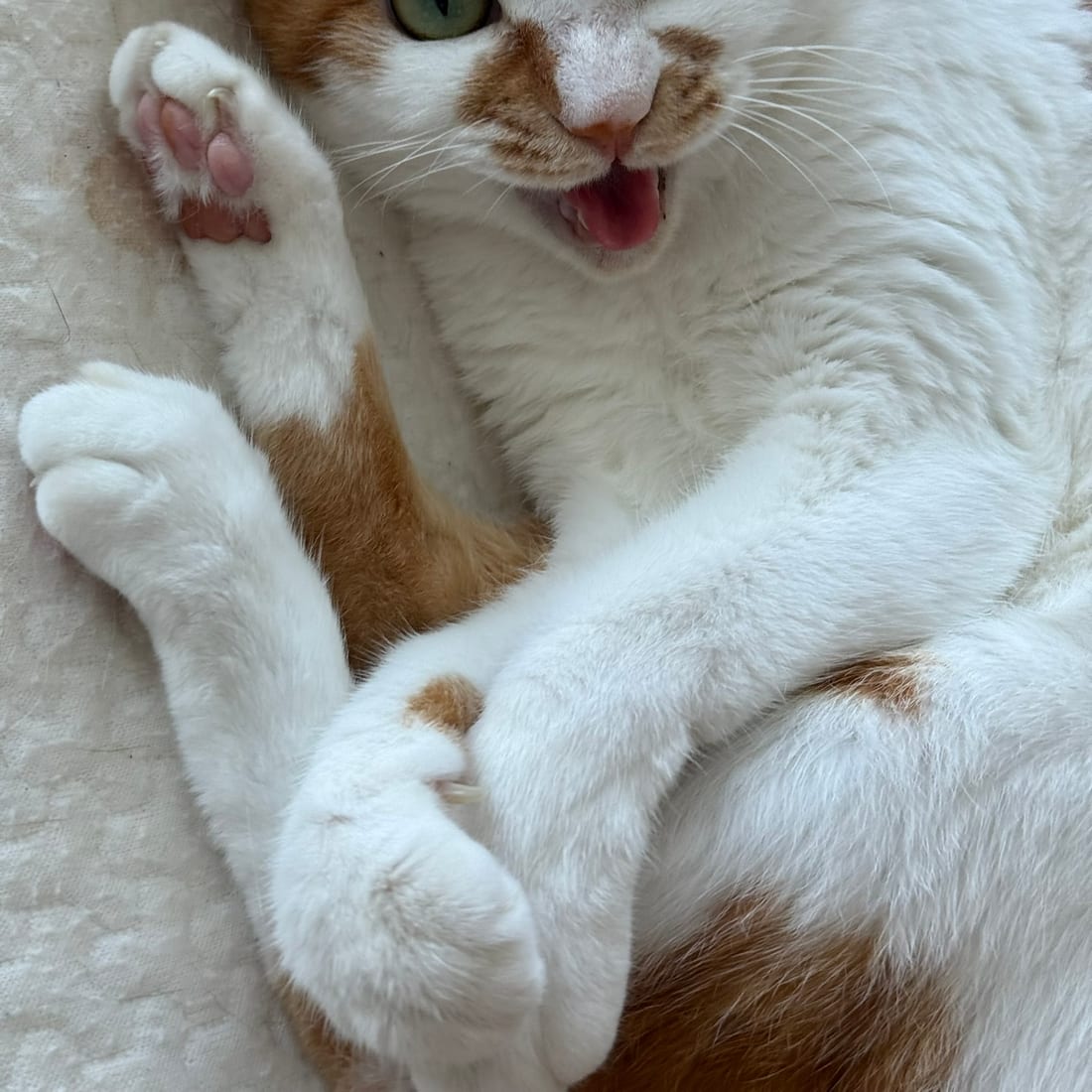 Yuja, an orange and white cat, lying on her back with her mouth open and paws up