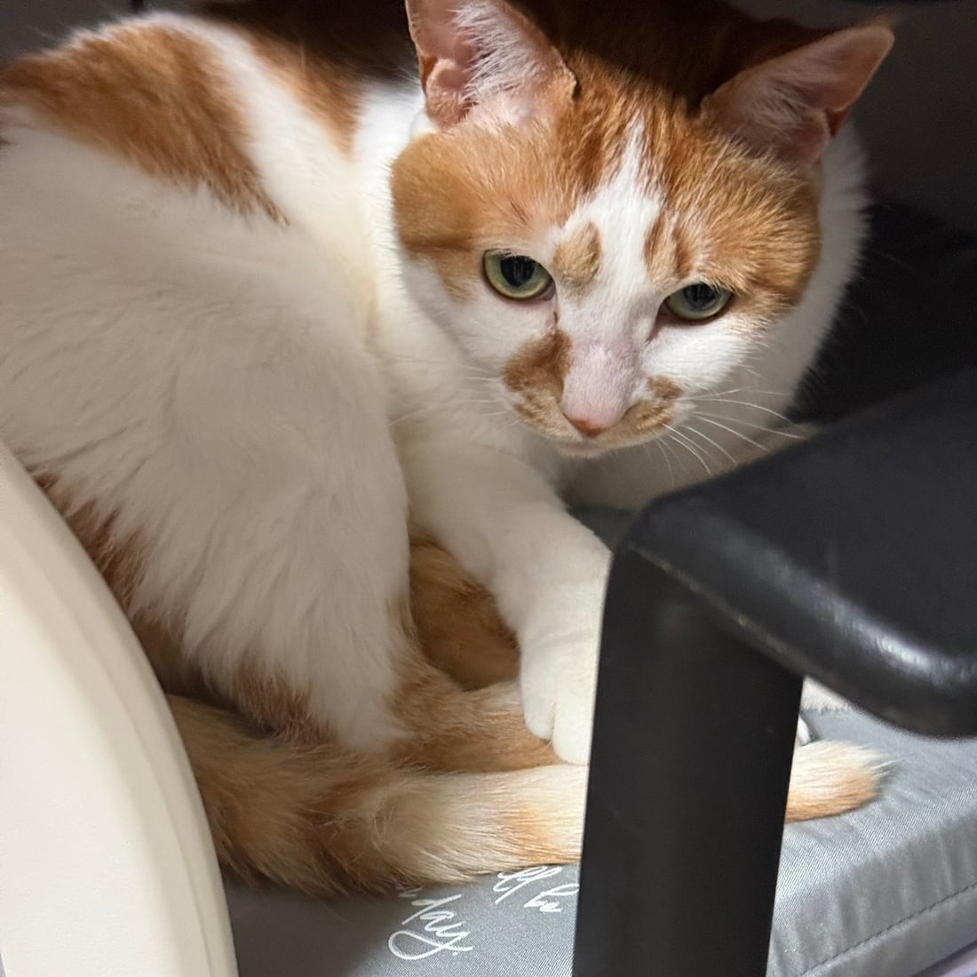 Yuja, an orange-and-white cat, resting on a chair and watching the camera