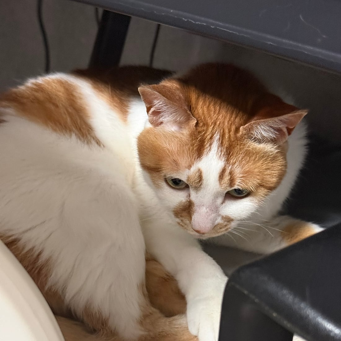 Yuja, an orange-and-white cat, curled up on a chair