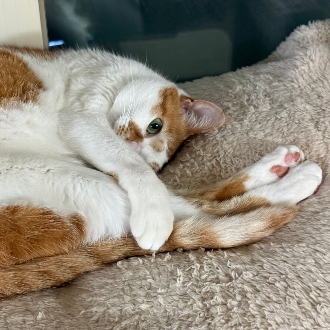 Close-up of Yuja, an orange-and-white cat, lying down with her paw tucked in