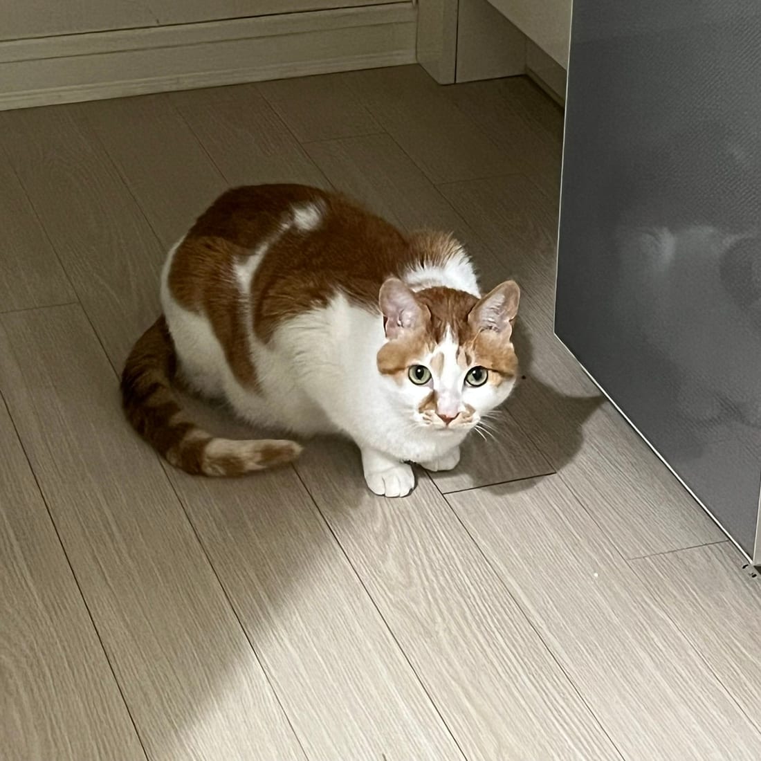 Yuja, an orange and white cat, crouched low in a corner and staring at the camera