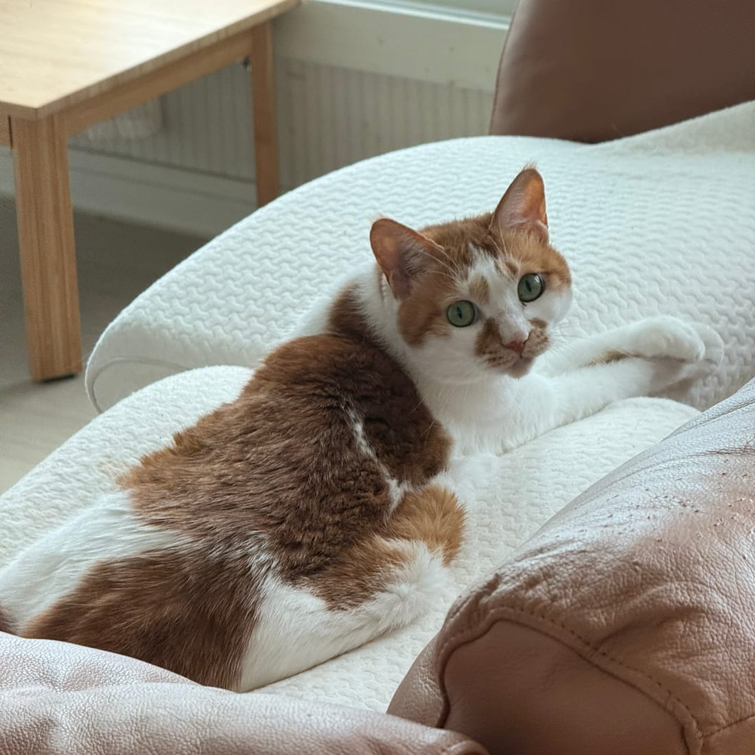 Yuja, an orange and white cat, lying on a white cushion and looking at the camera