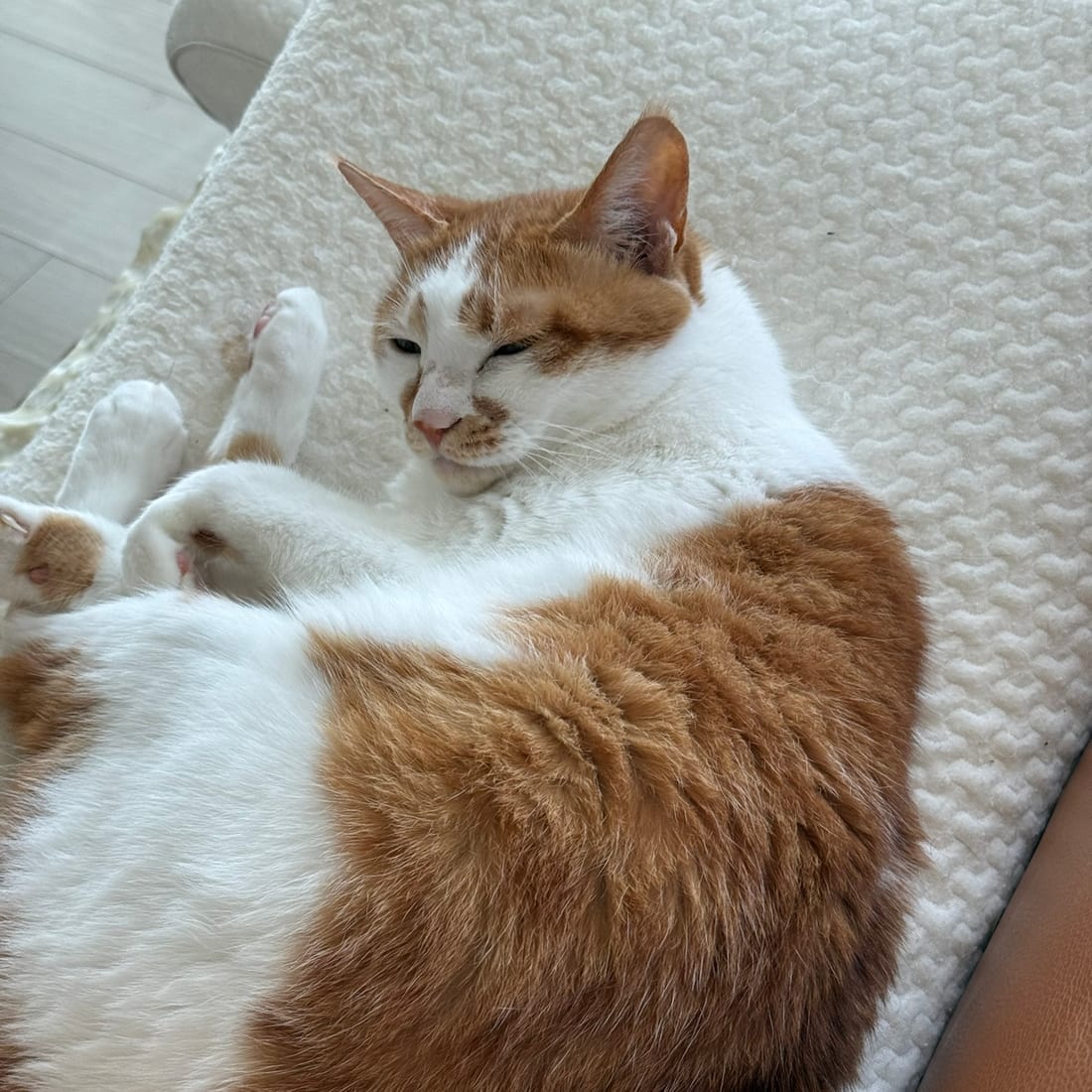 Yuja, an orange and white cat, curled up with eyes half closed on a white mat