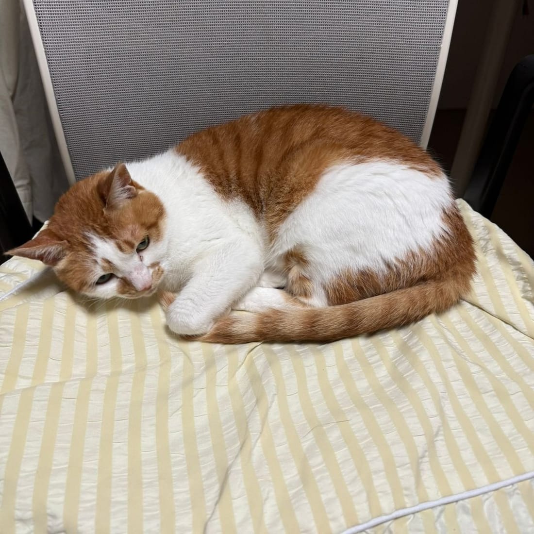 Yuja curled into a tight ball, asleep on a striped blanket