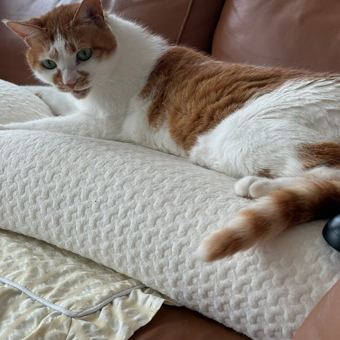 Yuja, an orange and white cat, stretched out on a cushion on a leather couch