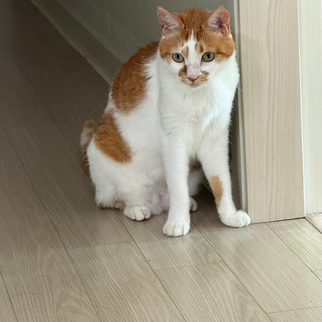 Yuja, an orange and white cat, sitting upright beside a door frame