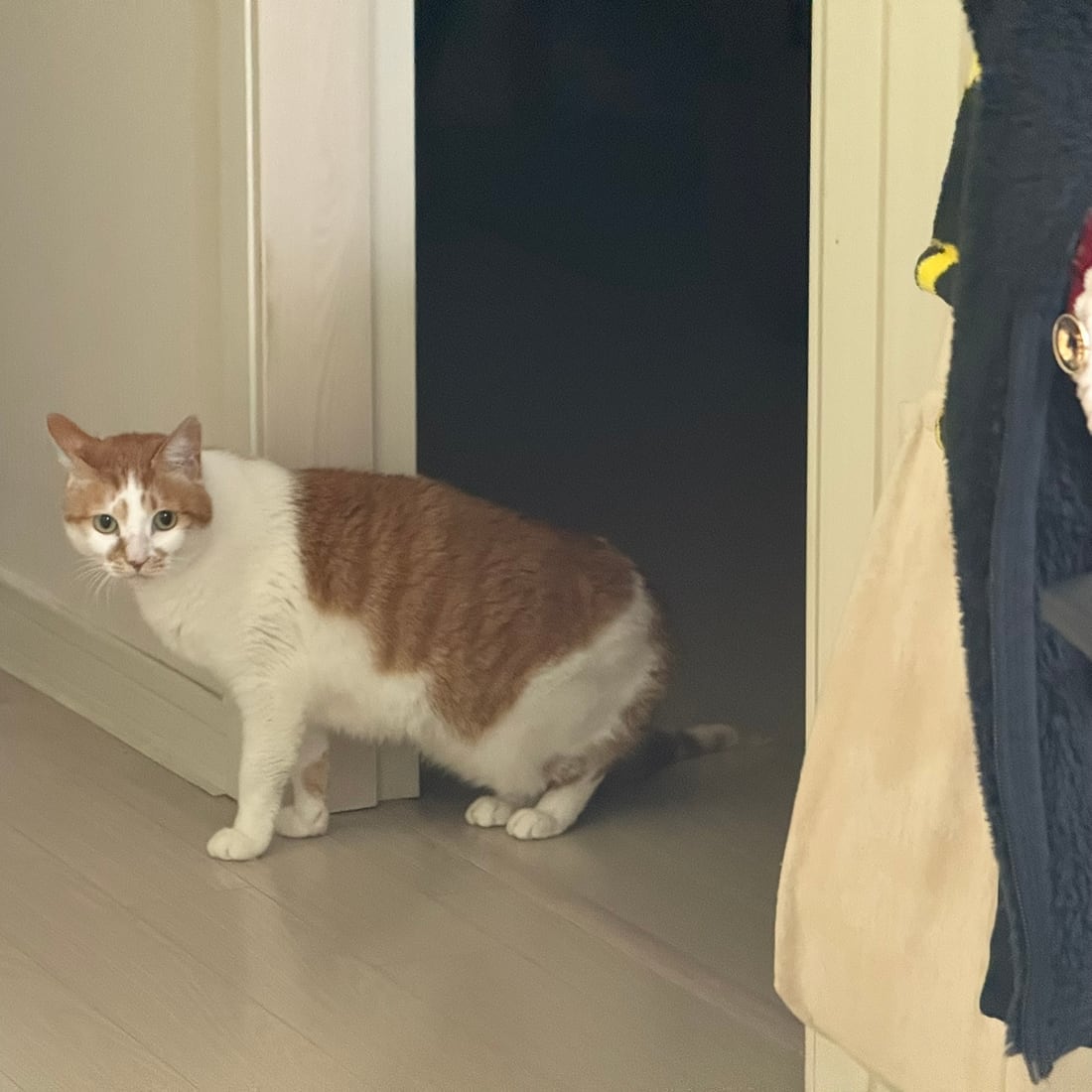 Yuja, an orange-and-white cat, peeking around a doorway