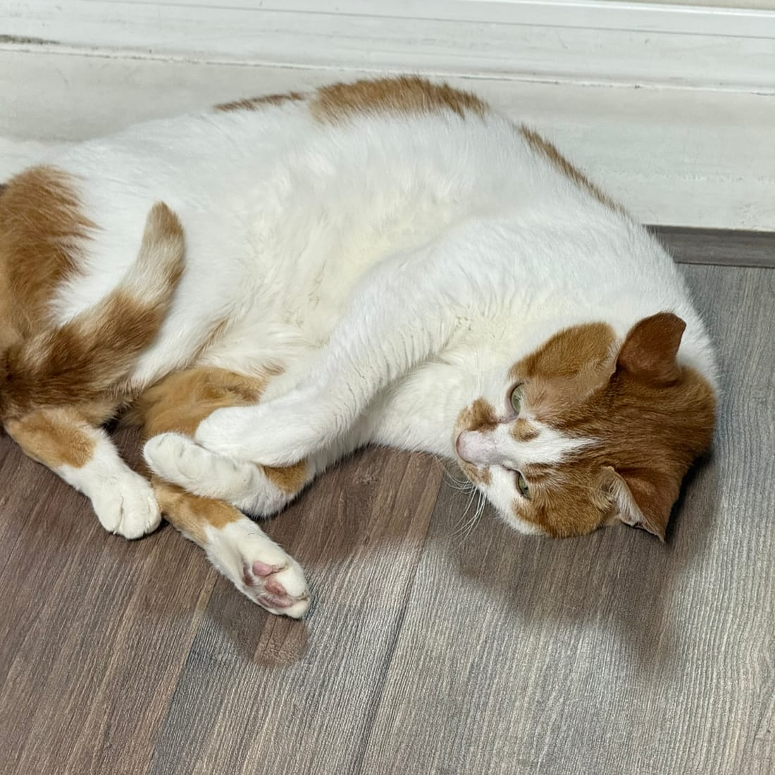Yuja, an orange and white cat, lying on her side near a doorway