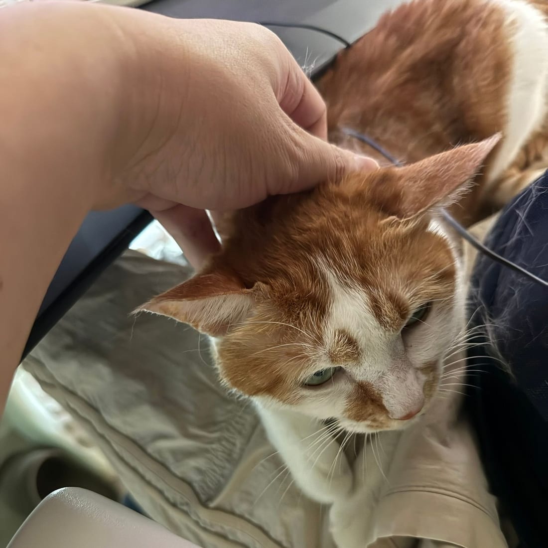 A hand scratching behind the ear of Yuja, an orange and white cat, on a lap