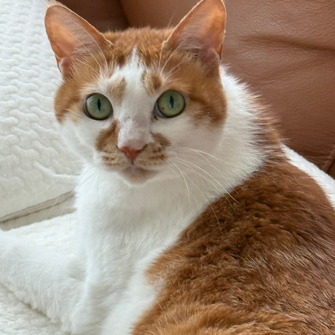 Close-up of Yuja, an orange and white cat, looking directly at the camera with green eyes