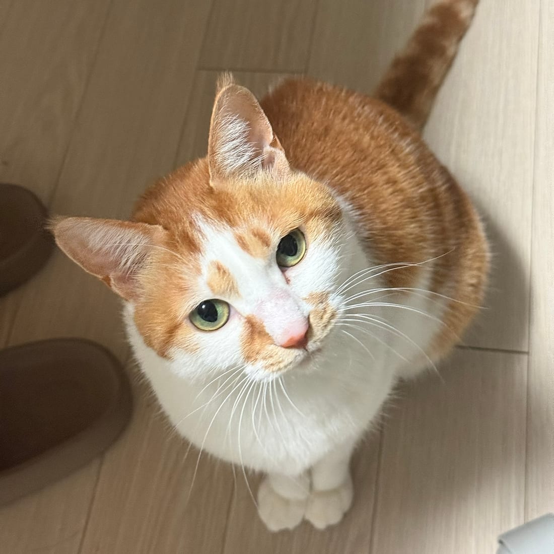 Yuja, an orange and white cat, sitting on a wooden floor and gazing up
