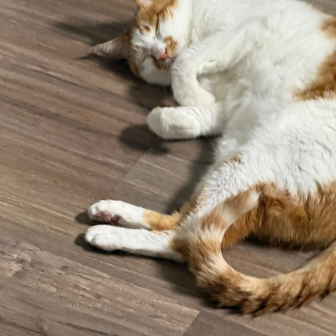 Yuja, an orange and white cat, asleep on a wooden floor with paws stretched out