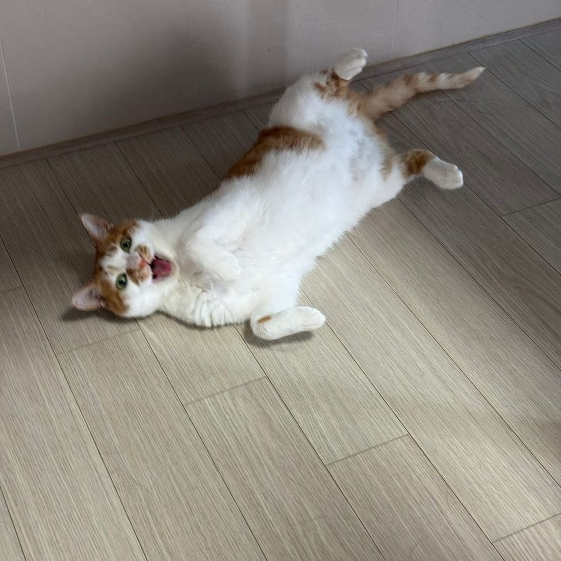 Yuja lying on a wood floor with her front paws stretched out