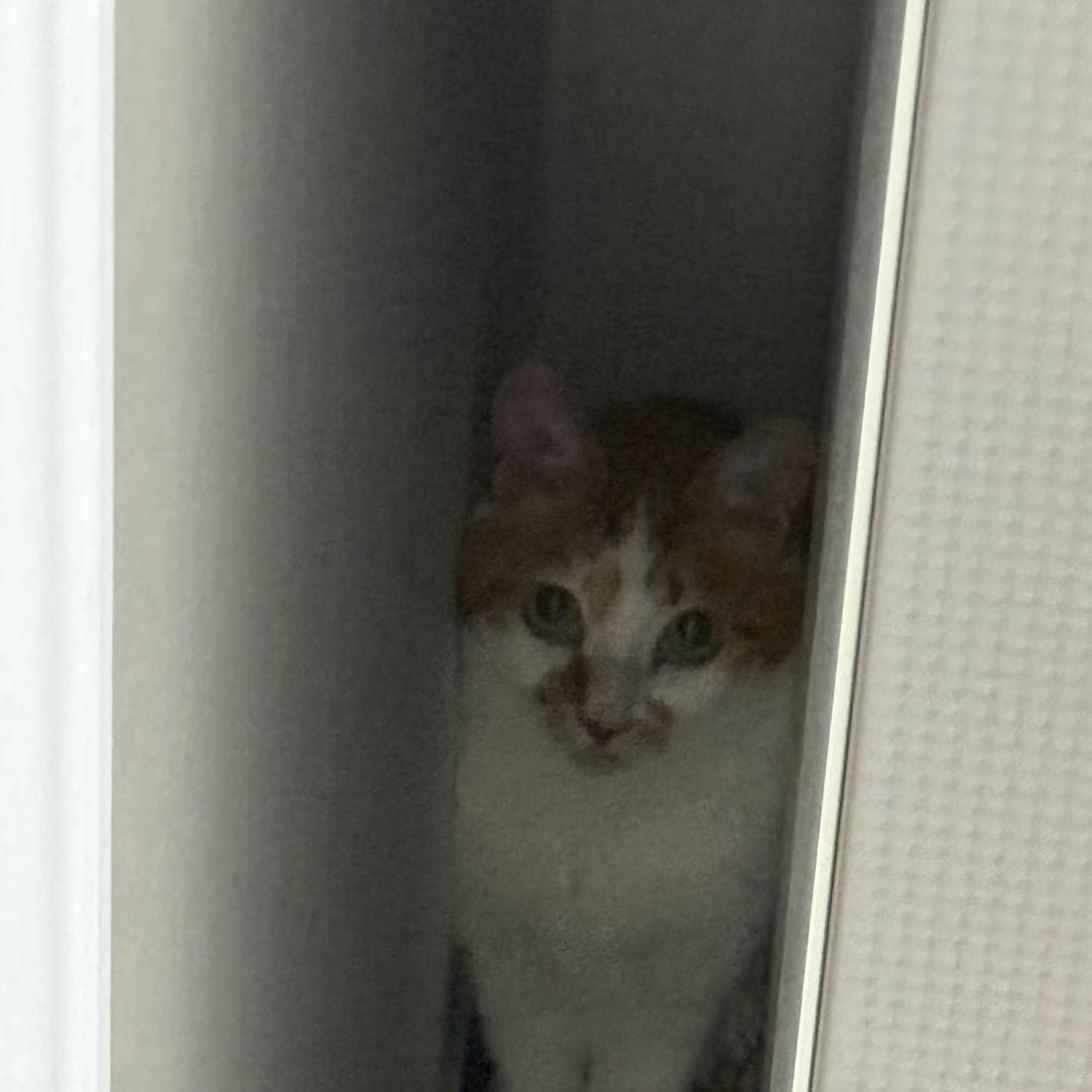 Yuja, an orange and white cat, hiding in a narrow gap between a wall and an appliance and looking out