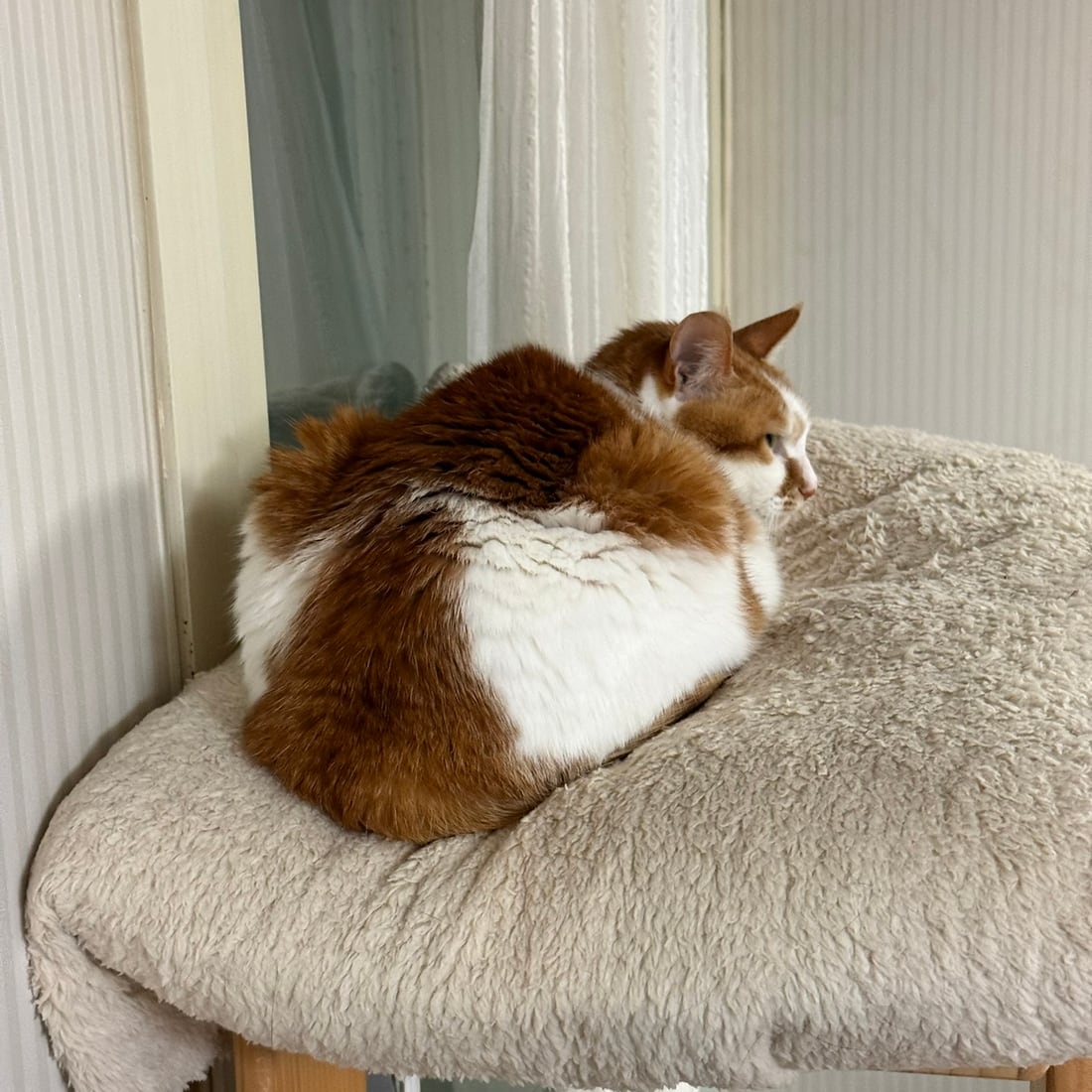 Yuja, an orange-and-white cat, grooming her shoulder