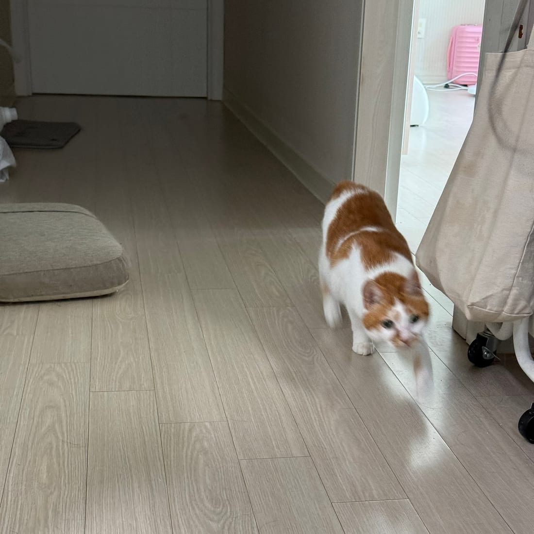 Yuja, an orange and white cat, walking down a hallway toward the camera