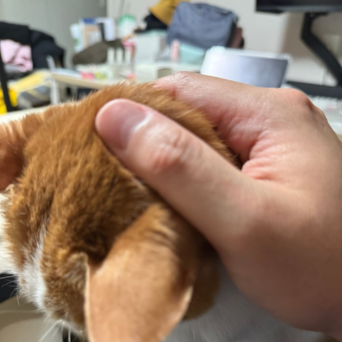 Yuja, an orange-and-white cat, leaning into a hand resting on her head