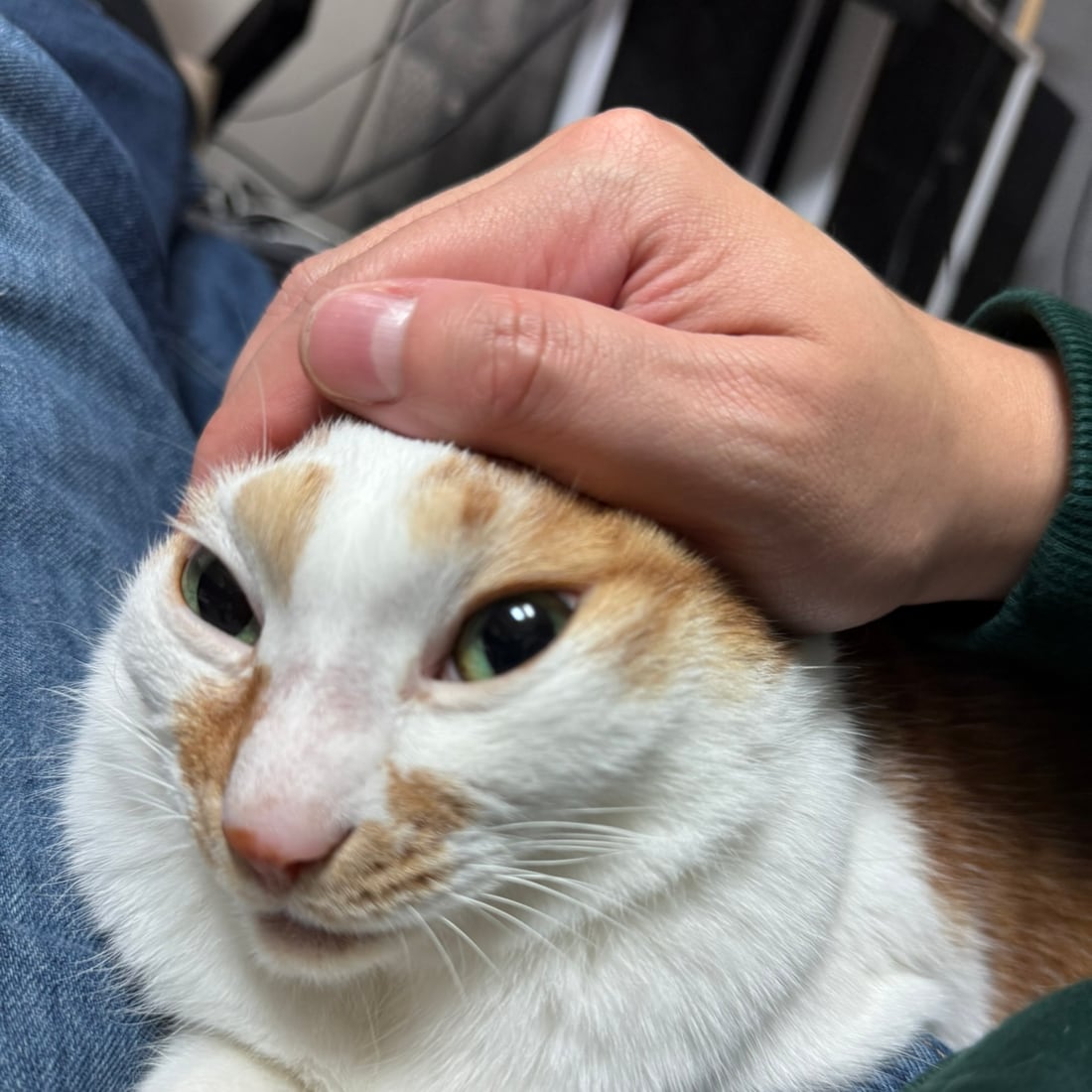 Yuja, an orange-and-white cat, being petted on the head