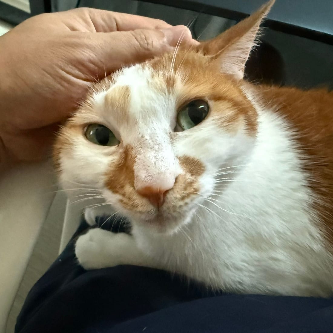 Yuja, an orange and white cat, looking at the camera while a hand rests on her head