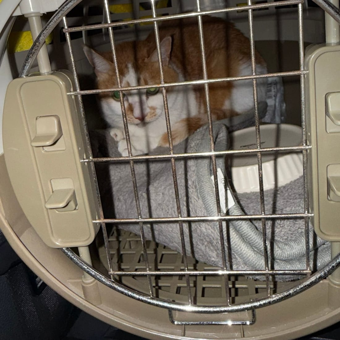 Yuja, an orange and white cat, sitting inside a pet carrier and looking out through the wire door