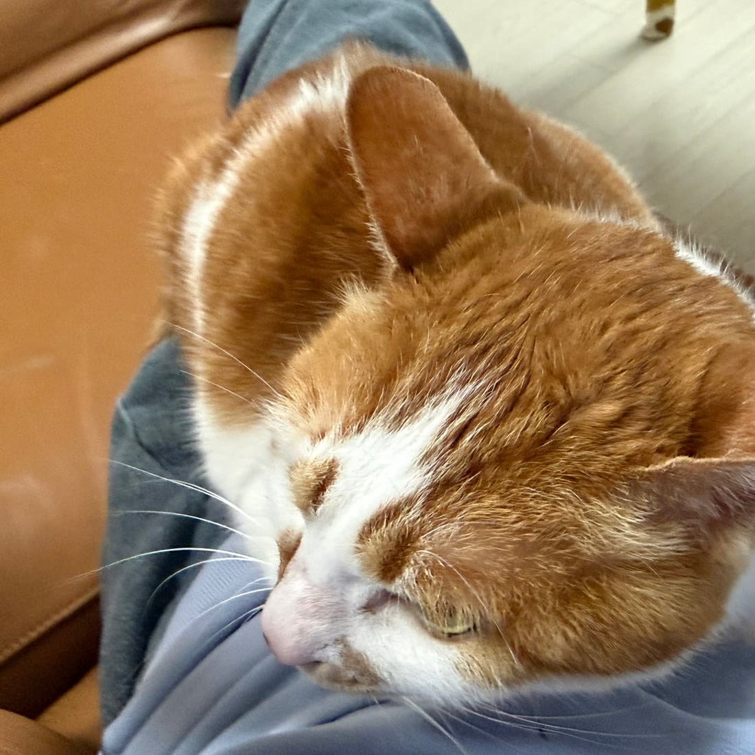 Yuja, an orange-and-white cat, sound asleep on a lap