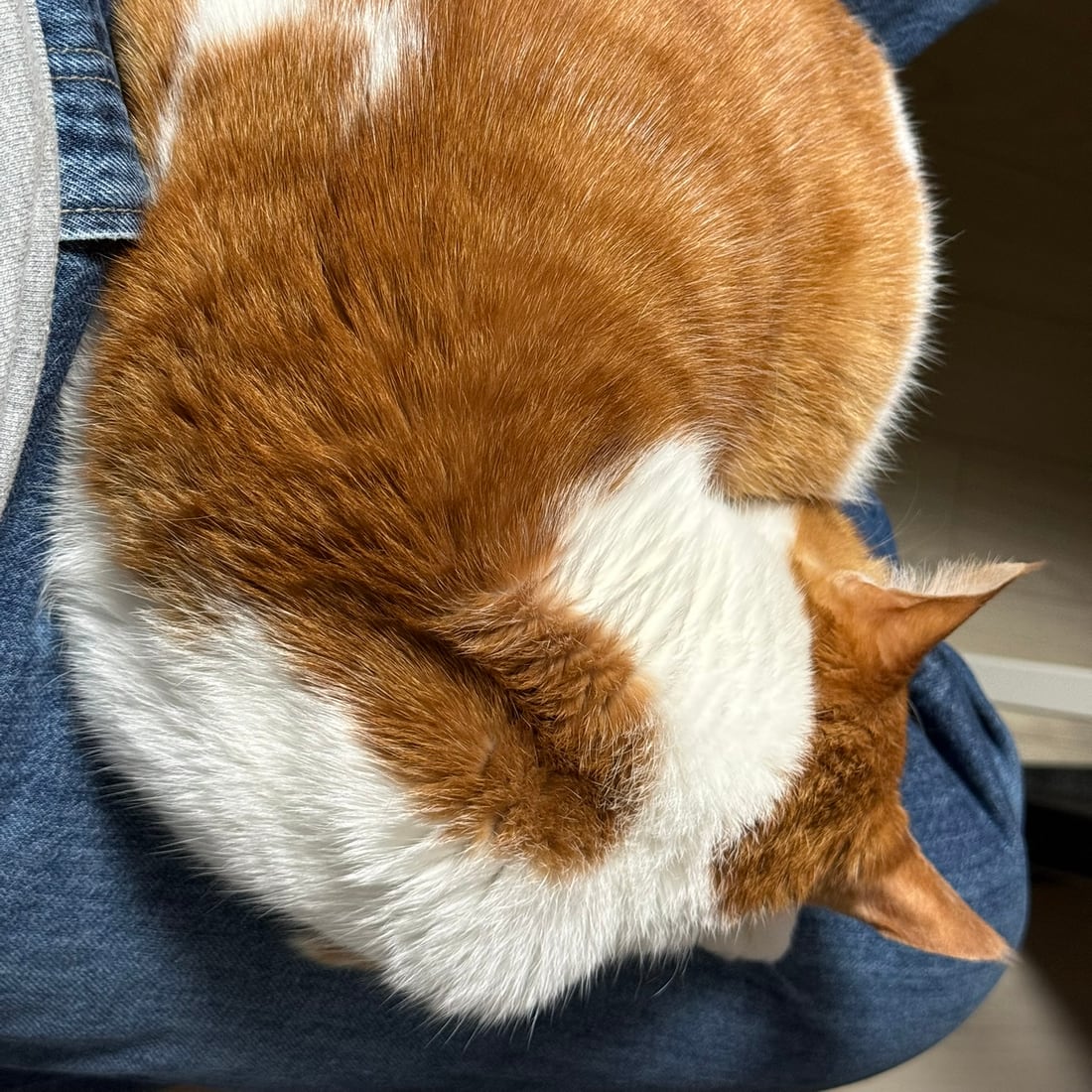 Yuja, an orange-and-white cat, curled tightly on a lap, seen up close