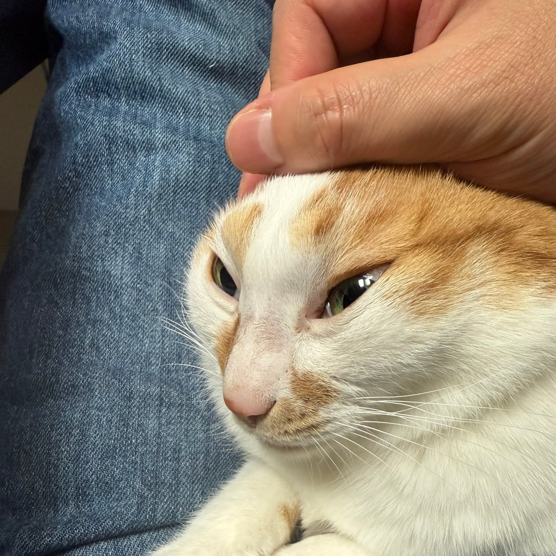 Close-up of Yuja, an orange-and-white cat, resting against a lap