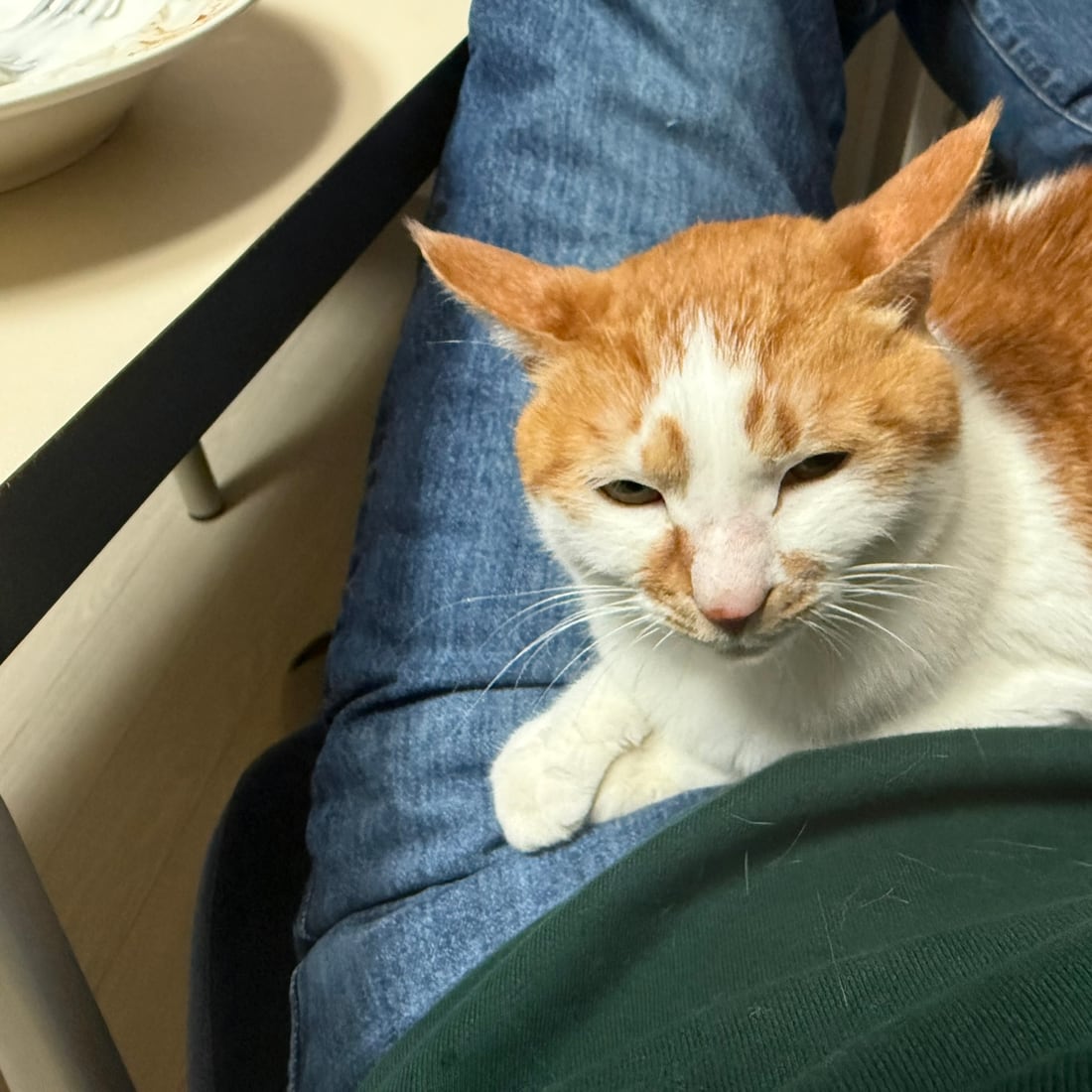 Yuja, an orange-and-white cat, resting on a lap with her eyes half closed