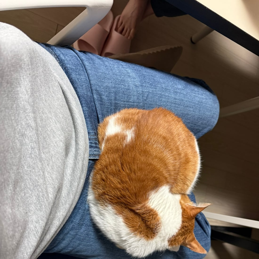 Yuja, an orange-and-white cat, curled up asleep on a lap