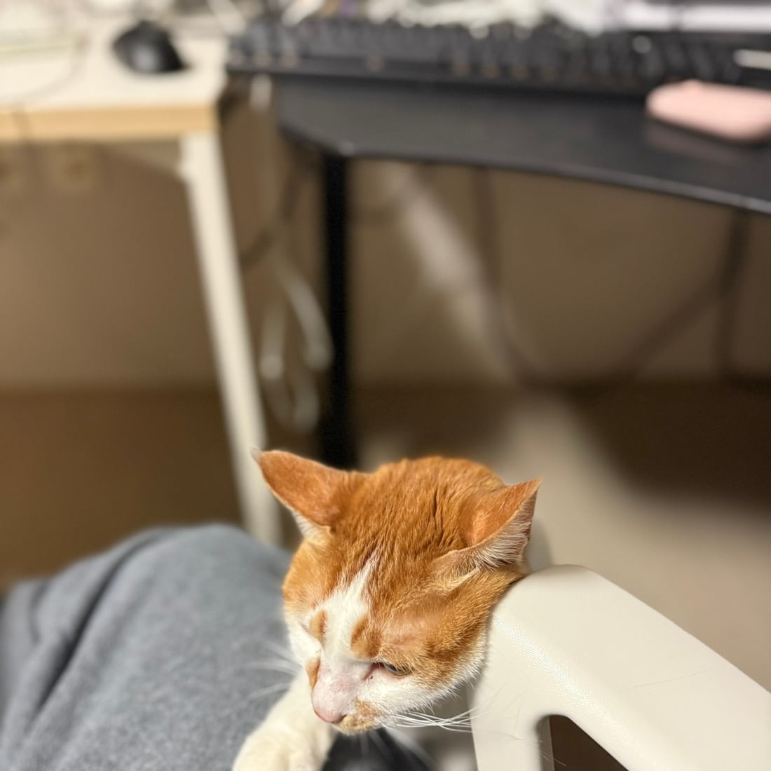 Yuja, an orange-and-white cat, dozing on a lap
