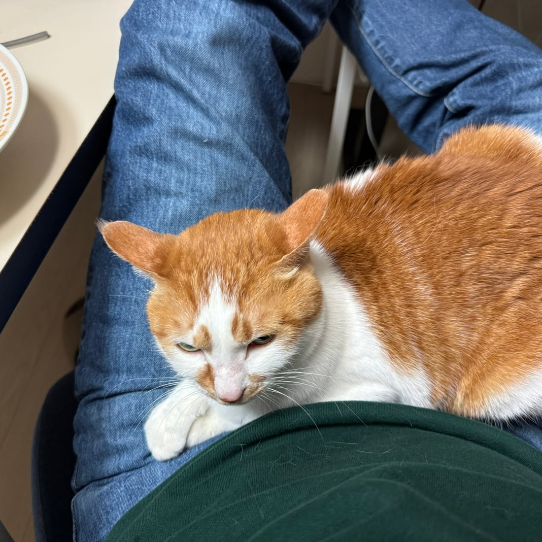 Yuja, an orange-and-white cat, drowsing on a lap