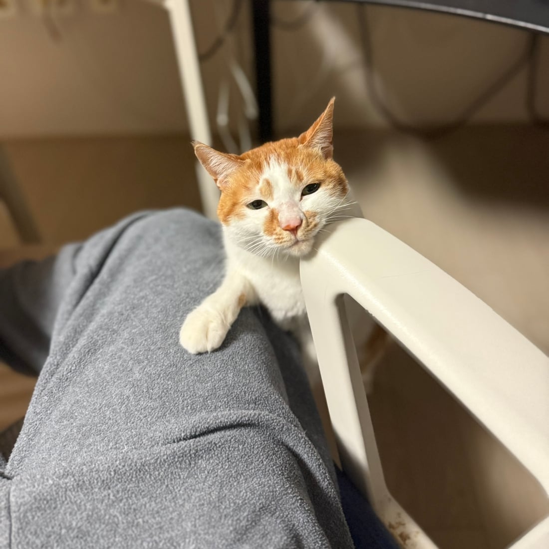 Yuja, an orange-and-white cat, lying on a lap and facing the camera