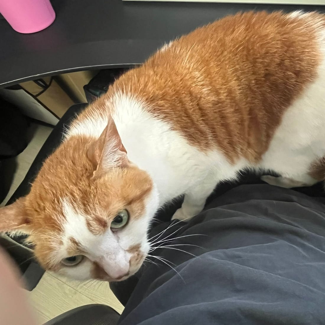 Yuja, an orange and white cat, standing on a person's lap and looking down