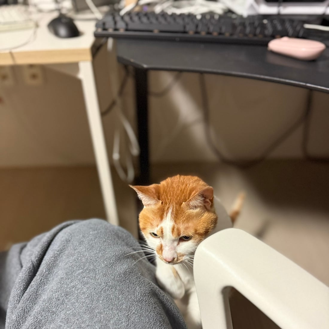 Yuja, an orange-and-white cat, settled on a lap beside a chair