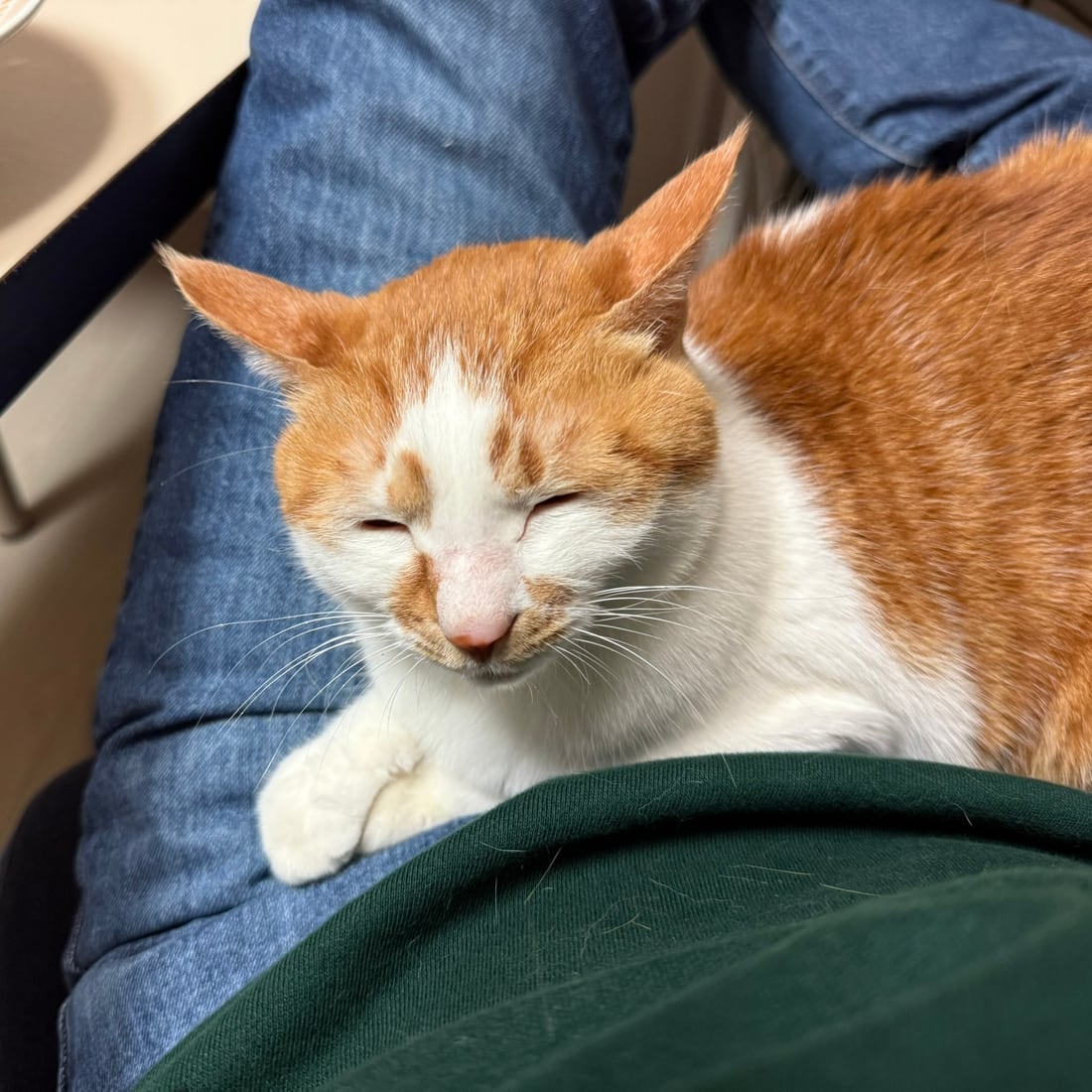 Yuja, an orange-and-white cat, fully relaxed on a lap