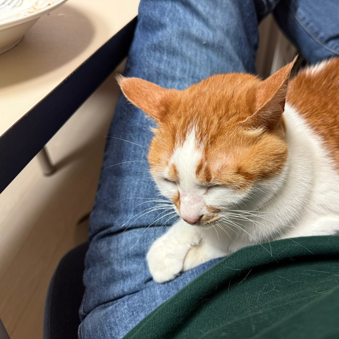 Yuja, an orange-and-white cat, settled in on a lap with paws tucked