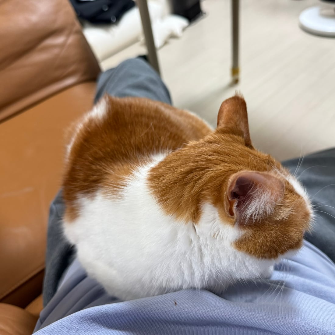 Yuja, an orange-and-white cat, lying sideways across a lap
