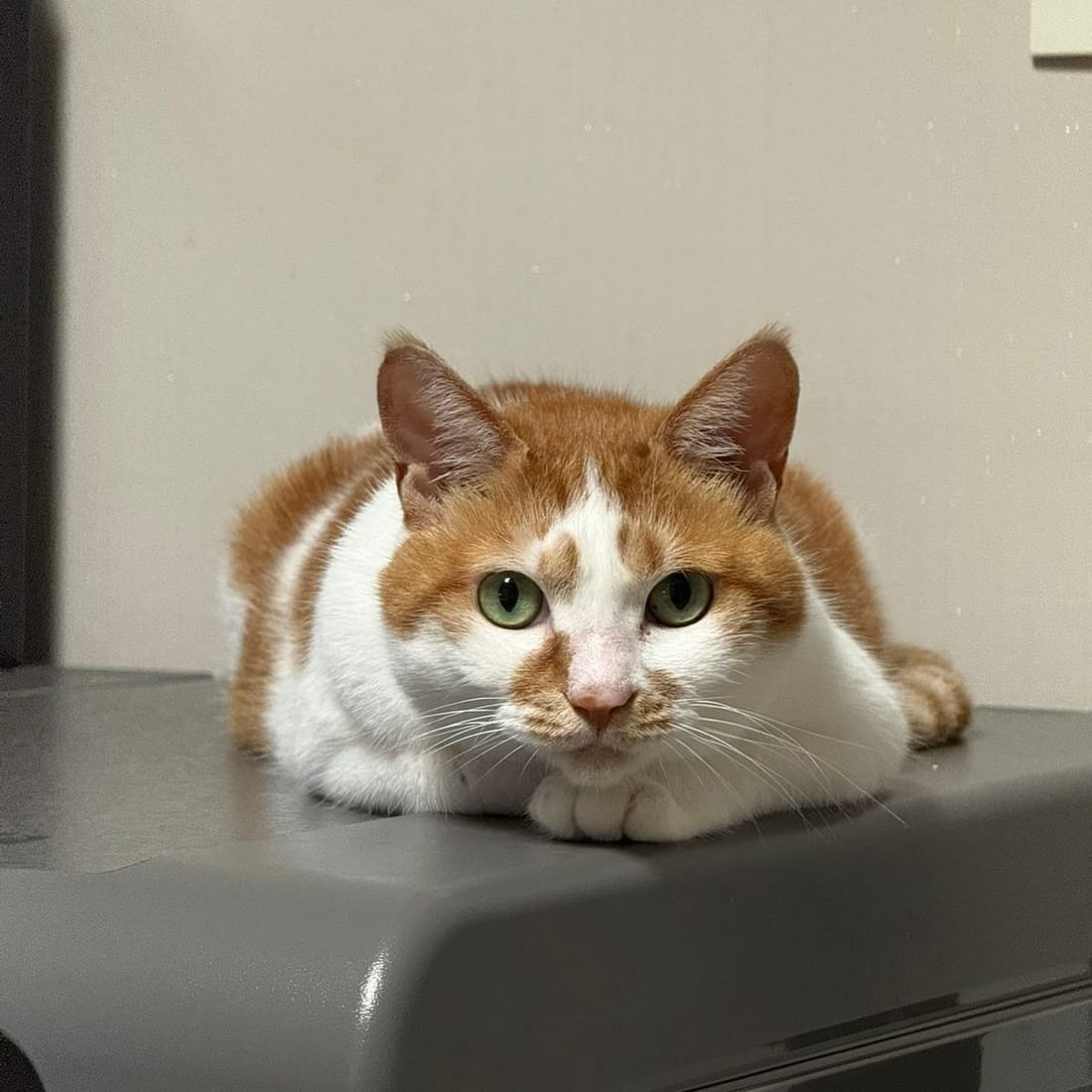 Yuja, an orange-and-white cat, sitting in a loaf and watching warily