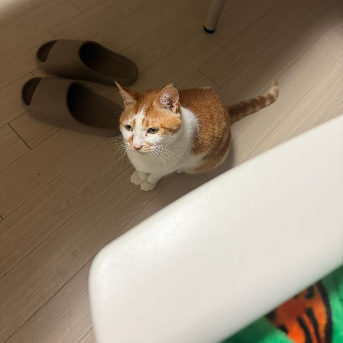 Yuja, an orange and white cat, sitting on the floor and looking up at the camera