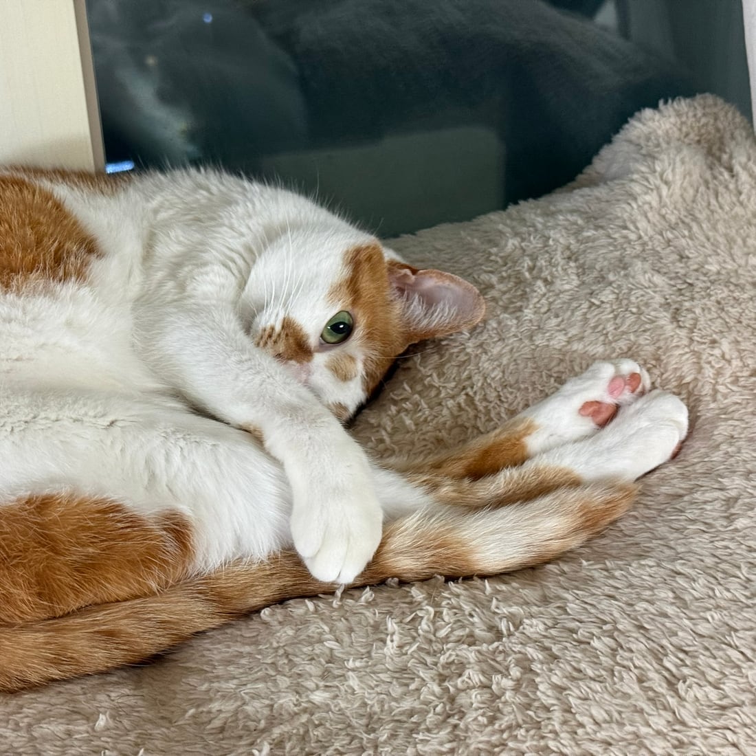 Yuja, an orange-and-white cat, lying on a fleece mat with her paws out