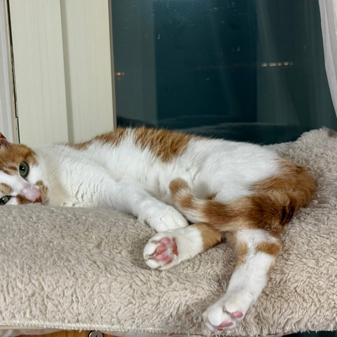 Yuja, an orange-and-white cat, lying on her side on a fleece mat