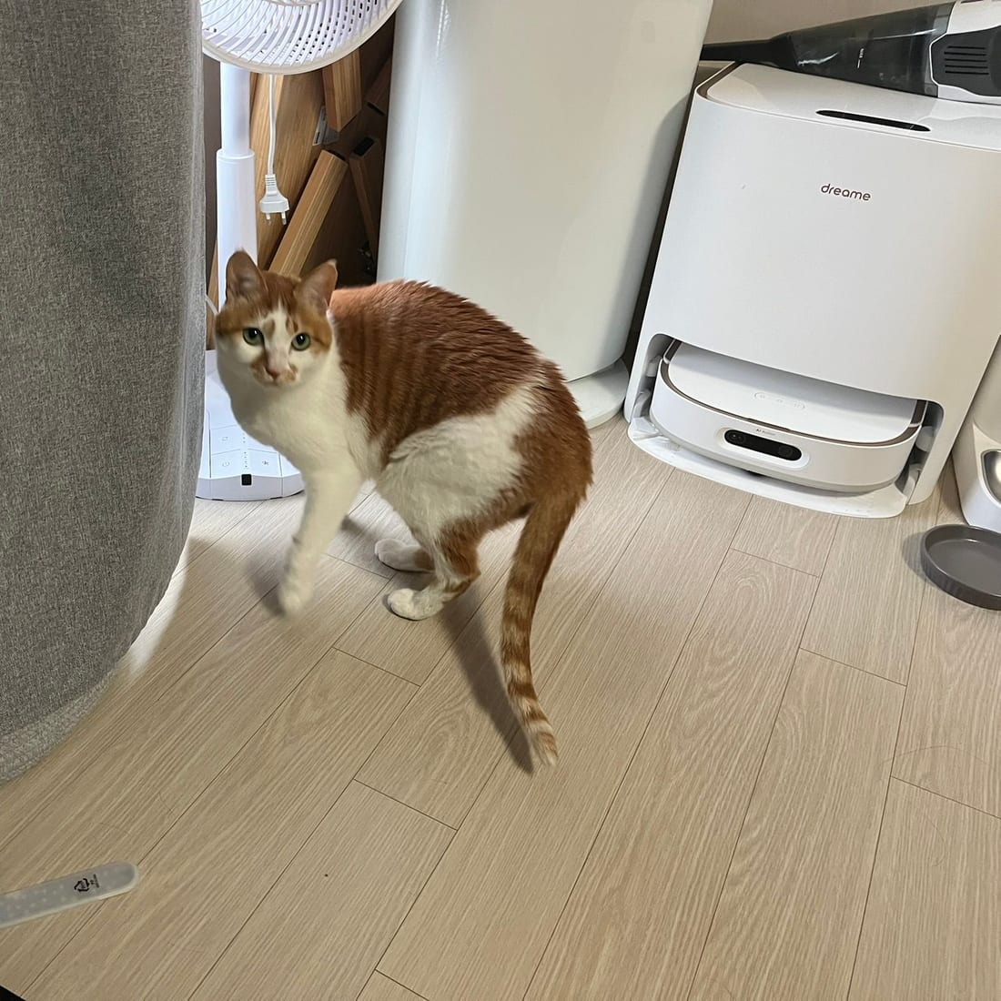 Yuja, an orange and white cat, walking across a wooden floor and glancing back