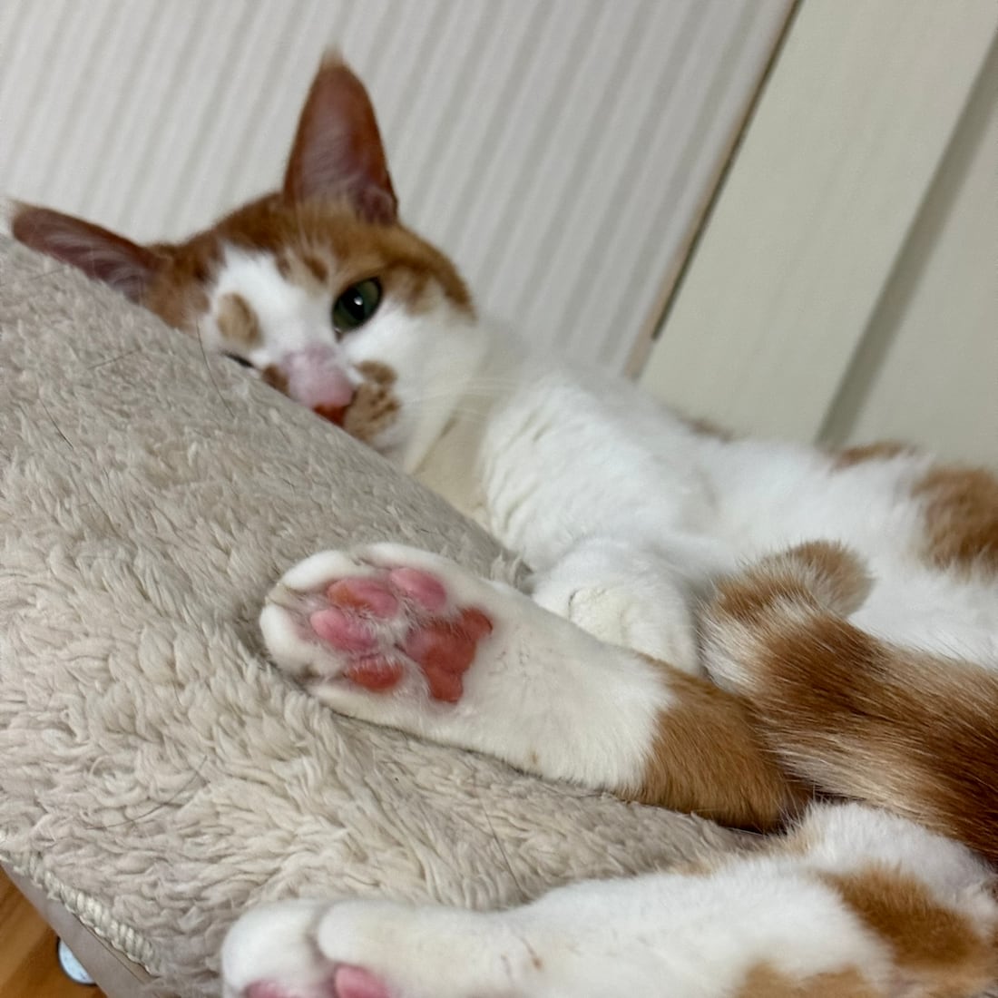 Close-up of Yuja, an orange-and-white cat's paw pads and back legs